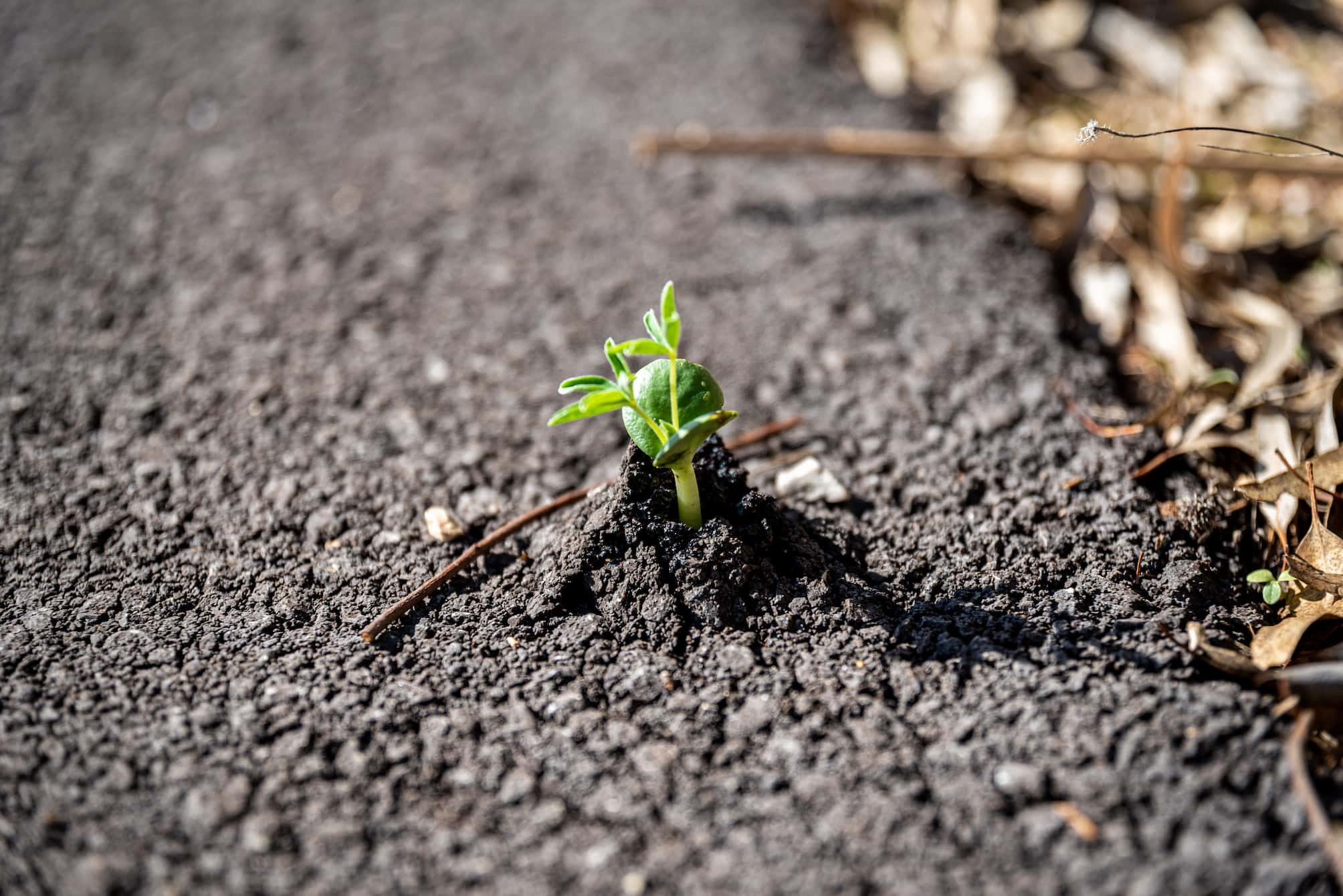 Plante qui pousse à traver l'asphalte.